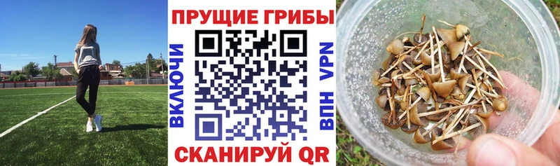 Галлюциногенные грибы MAGIC MUSHROOMS  купить наркотик  Кинель 